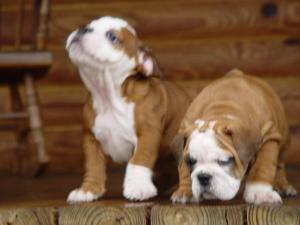 TopqualityEnglishBulldogpuppiesavailablefor